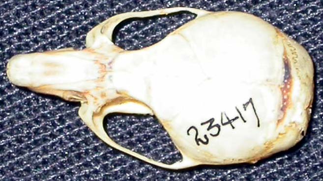 Oligoryzomys flavescens Vertebrate Collection UWSP